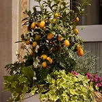 Hotel La Maison Ernenwein 3*