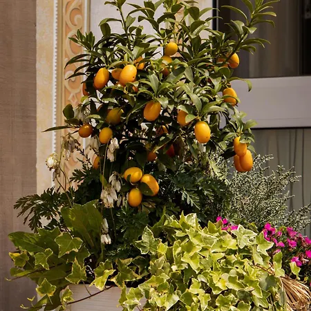 Ξενοδοχείο La Maison Ernenwein 3*